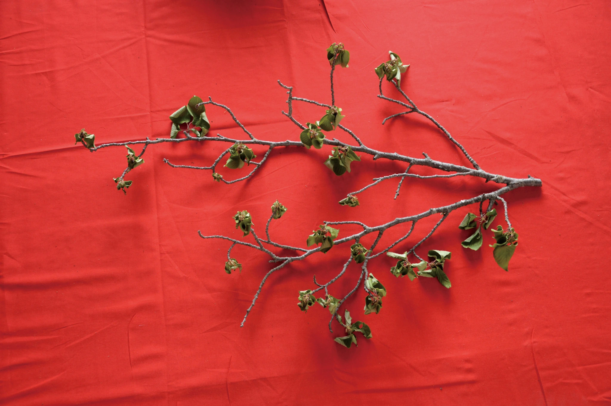 Cherry branch detail in Domestic Jealousy