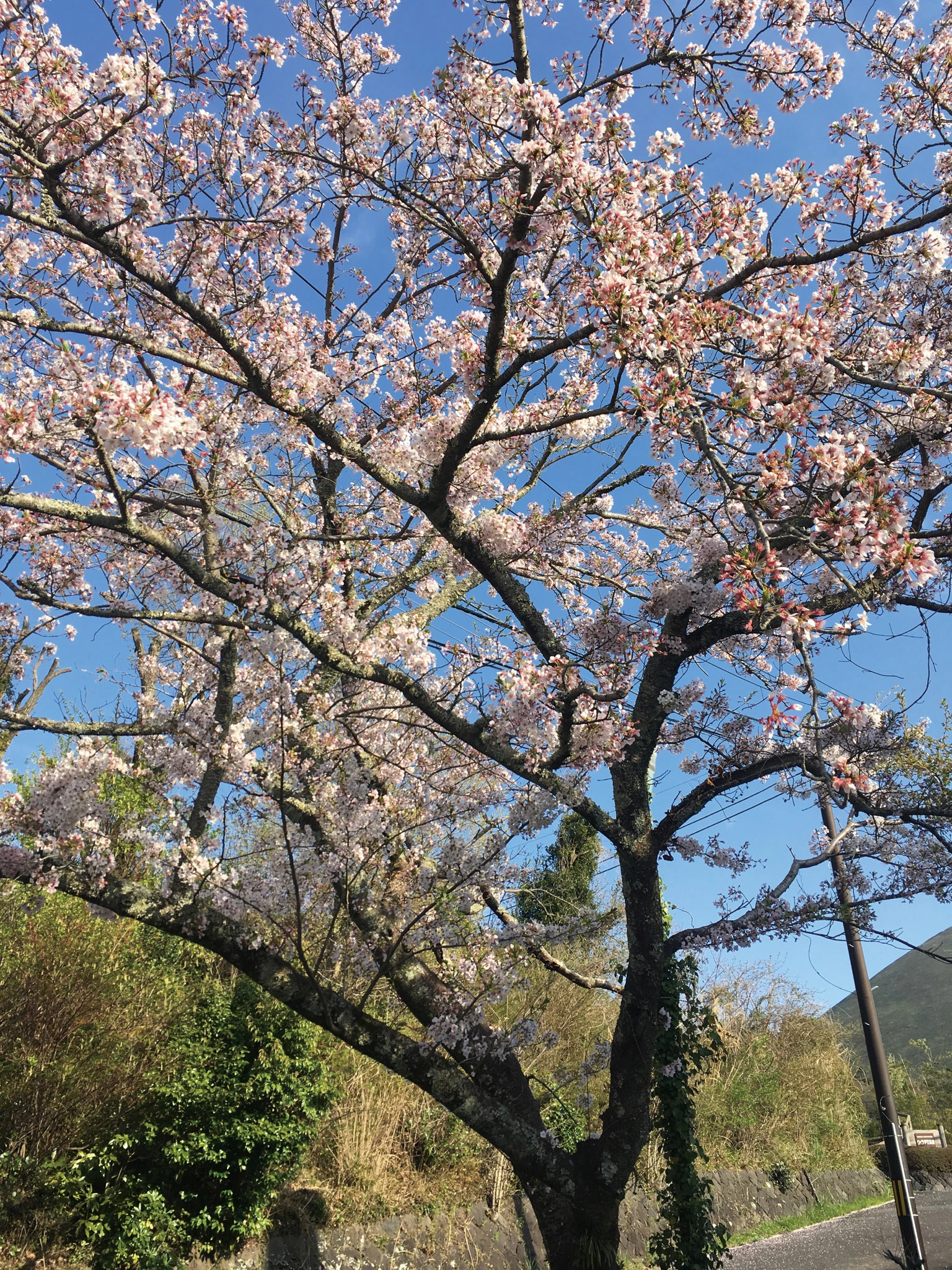 Cherry tree associated with the work's field research