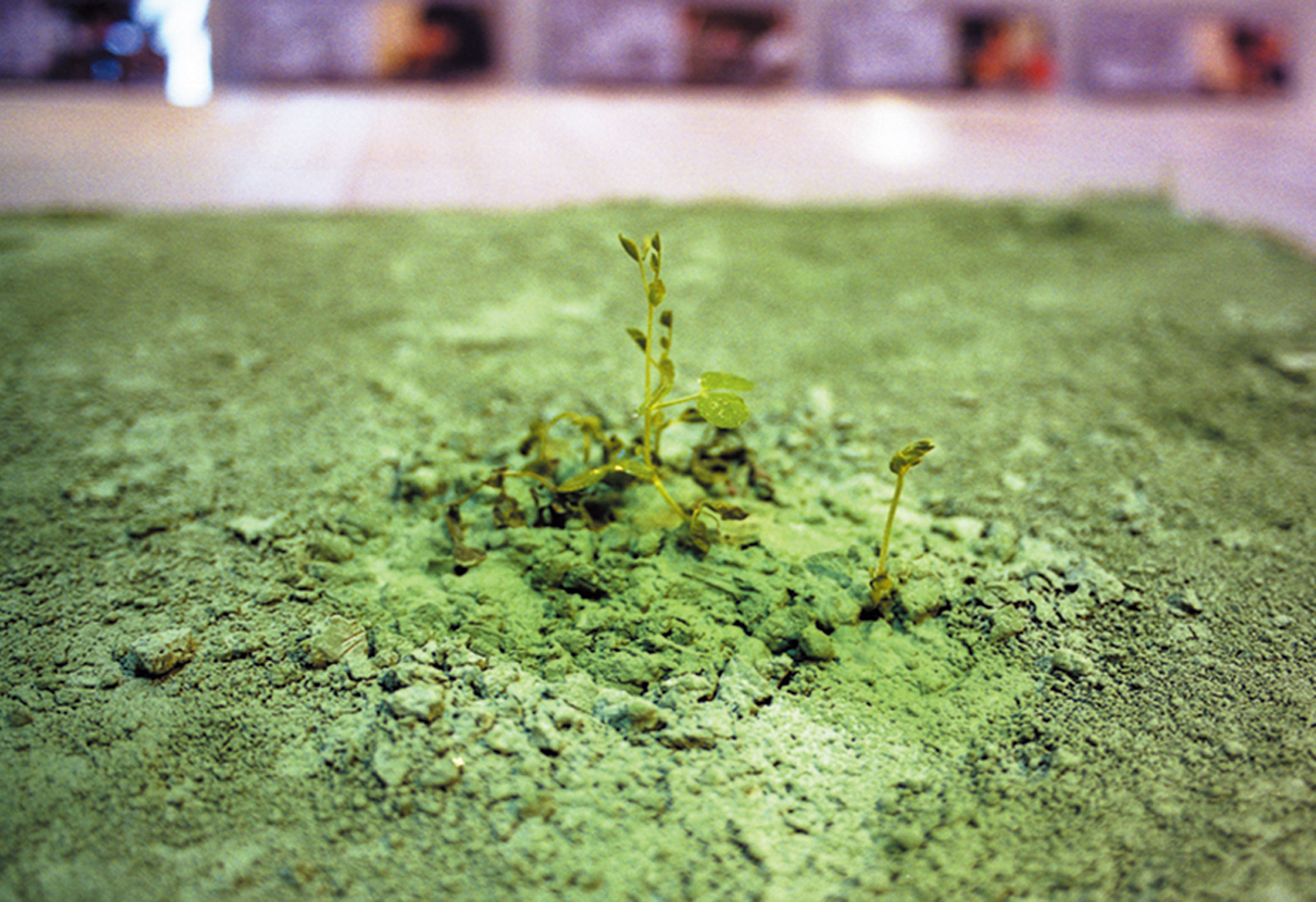 Close-up of sprouts emerging from the green surface of Midori no Daichi